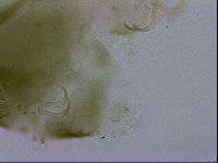 Echiniscus viridissimus image