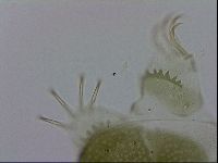 Echiniscus viridissimus image