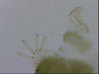 Echiniscus viridissimus image