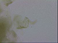 Echiniscus viridissimus image