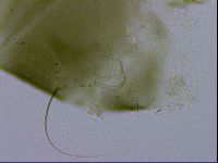 Echiniscus viridissimus image