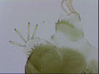 Echiniscus viridissimus image