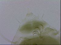 Echiniscus viridissimus image