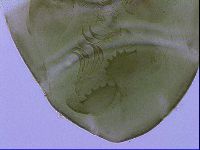 Echiniscus viridissimus image