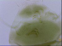 Echiniscus viridissimus image