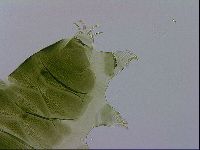 Echiniscus viridissimus image