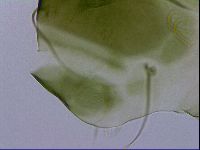 Echiniscus viridissimus image