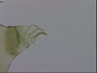 Echiniscus viridissimus image