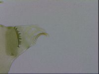 Echiniscus viridissimus image