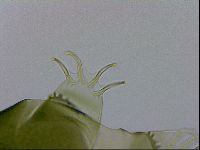 Echiniscus viridissimus image