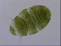 Echiniscus viridissimus image