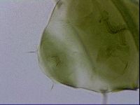 Echiniscus viridissimus image