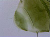 Echiniscus viridissimus image