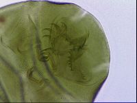 Echiniscus viridissimus image