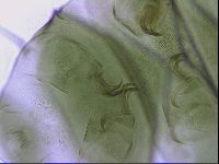 Echiniscus viridissimus image