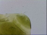 Echiniscus viridissimus image