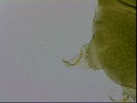Echiniscus viridissimus image