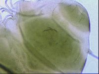 Echiniscus viridissimus image