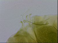 Echiniscus viridissimus image