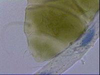 Echiniscus viridissimus image