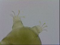 Echiniscus viridissimus image