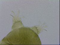 Echiniscus viridissimus image