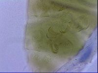 Echiniscus viridissimus image