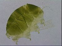 Echiniscus viridissimus image