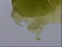 Echiniscus viridissimus image