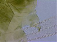 Echiniscus viridissimus image