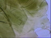 Echiniscus viridissimus image