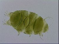 Echiniscus viridissimus image