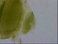 Echiniscus viridissimus image