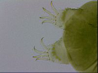 Echiniscus viridissimus image
