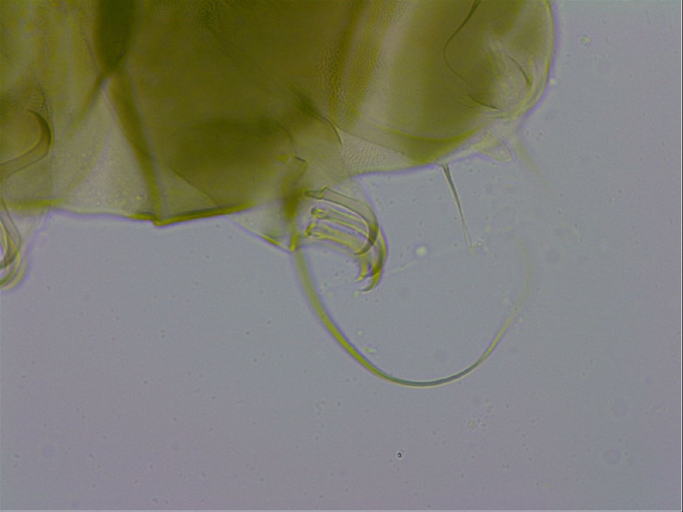 Echiniscus viridissimus image