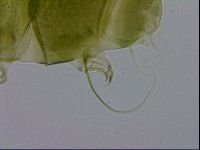 Echiniscus viridissimus image
