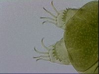 Echiniscus viridissimus image