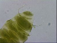 Echiniscus viridissimus image