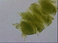 Echiniscus viridissimus image