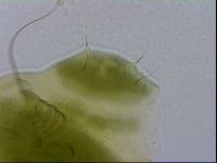 Echiniscus viridissimus image