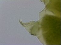 Echiniscus viridissimus image