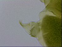 Echiniscus viridissimus image