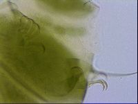 Echiniscus viridissimus image