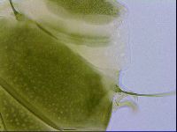 Echiniscus viridissimus image