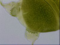 Echiniscus viridissimus image