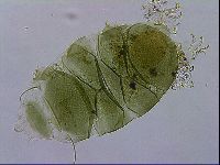 Echiniscus viridissimus image