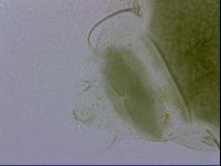 Echiniscus viridissimus image