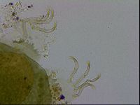 Echiniscus viridissimus image