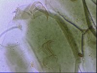 Echiniscus viridissimus image
