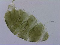 Echiniscus viridissimus image